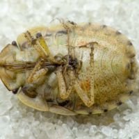 Menaccarus (Oploscelis) arenicola