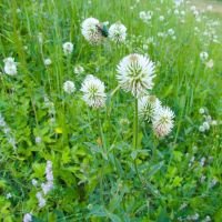 Trifolium montanum