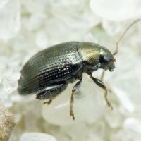 Chaetocnema