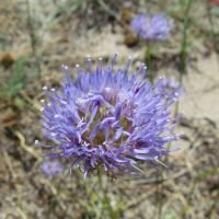 Jasione montana