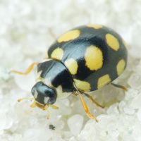 Coccinula quatuordecimpustulata
