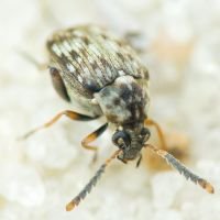 Bruchidius varius