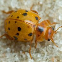 Subcoccinella vigintiquatuorpunctata
