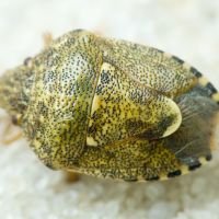 Staria lunata