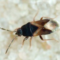 Tropistethus holosericus