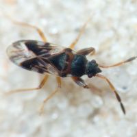 Scolopostethus
