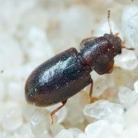 Ciidae