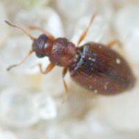 Latridiidae
