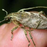 Cleonis pigra