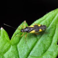 Dryophilocoris flavoquadrimaculatus