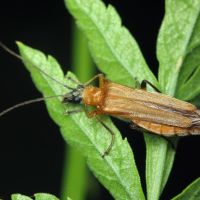 Oedemera podagrariae