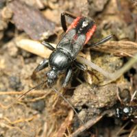 Peirates hybridus