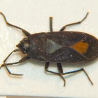 Aphanus rolandri