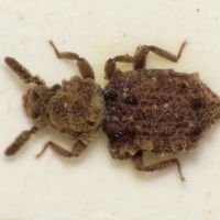 Nosodomodes diabolicus