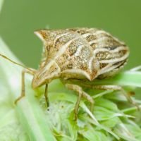 Ancyrosoma leucogrammes
