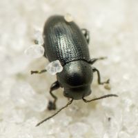 Chaetocnema compressa