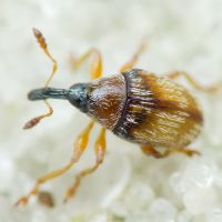 Nanophyes marmoratus