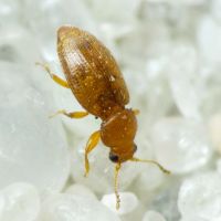 Corticarina truncatella