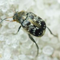 Bruchus affinis