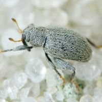 Pseudorchestes smreczynskii