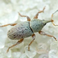 Tychius pumilus