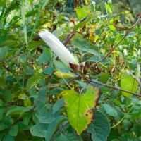 Calystegia sepium