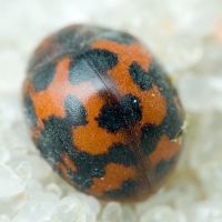 Subcoccinella vigintiquatuorpunctata