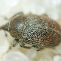 Rhinusa