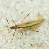 Berytinus (Berytinus) clavipes