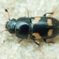 Glischrochilus (Librodor) quadrisignatus