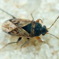 Trapezonotus arenarius