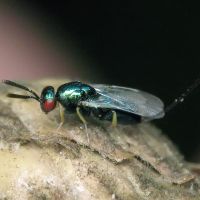 Torymus auratus