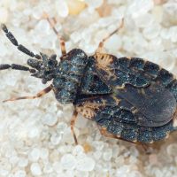 Aradus truncatus