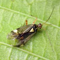 Rhabdomiris striatellus