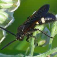 Scolia sexmaculata