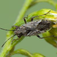 Nysius ericae