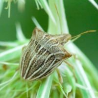 Ancyrosoma leucogrammes