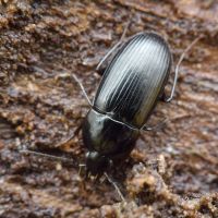 Oodes helopioides