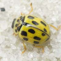 Propylea quatuordecimpunctata