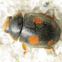 Platynaspis luteorubra