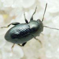 Chaetocnema compressa