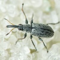 Squamapion elongatum