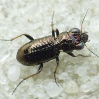 Notiophilus