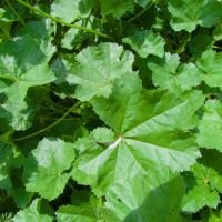 Malva pusilla