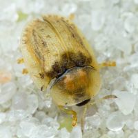Hypocassida cornea