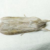 Cucullia umbratica