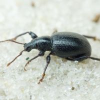 Otiorhynchus (Pontotiorhynchus) asphaltinus