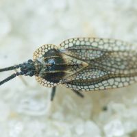 Dictyonota strichnocera