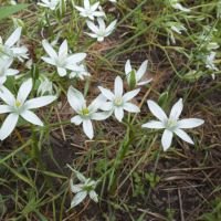 Ornithogalum umbellatum