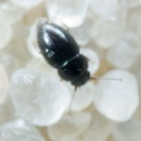 Ptiliidae